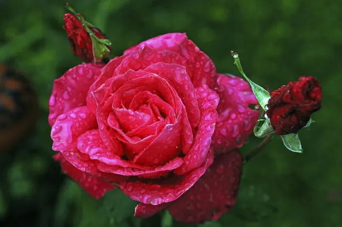 Framed Print : Rose (Rosa) 'Peter Frankenfeld' Framed Print : Rose (Rosa) 'Peter Frankenfeld'