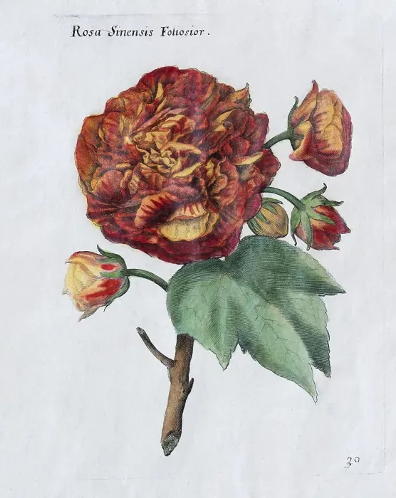 Framed Print : Rose (Rosa sinensis Foliosior)