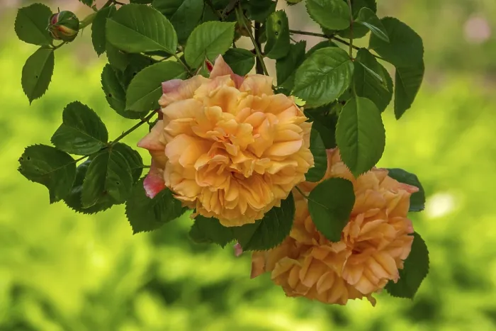 Framed Print : Rose (Rosa sp.), climbing rose in shades of red and yellow