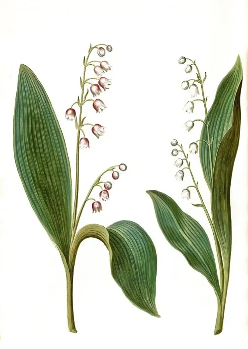 Framed Print : Rosea, red lily of the valley (Convallaria majalis) Framed Print : Rosea, red lily of the valley (Convallaria majalis)