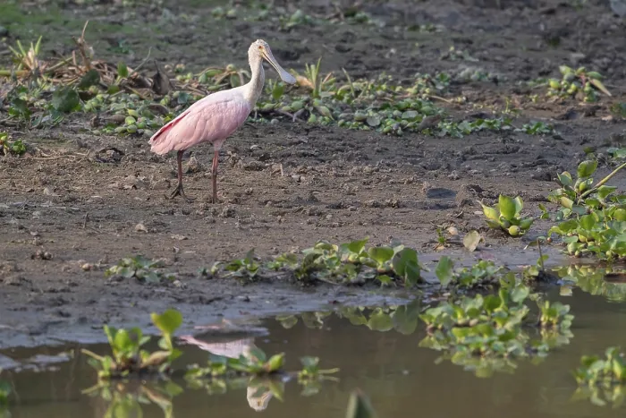 Framed Print : Roseate spoonbill (Ajaia ajaja)