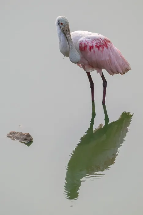Framed Print : Roseate spoonbill (Ajaia ajaja) Framed Print : Roseate spoonbill (Ajaia ajaja)