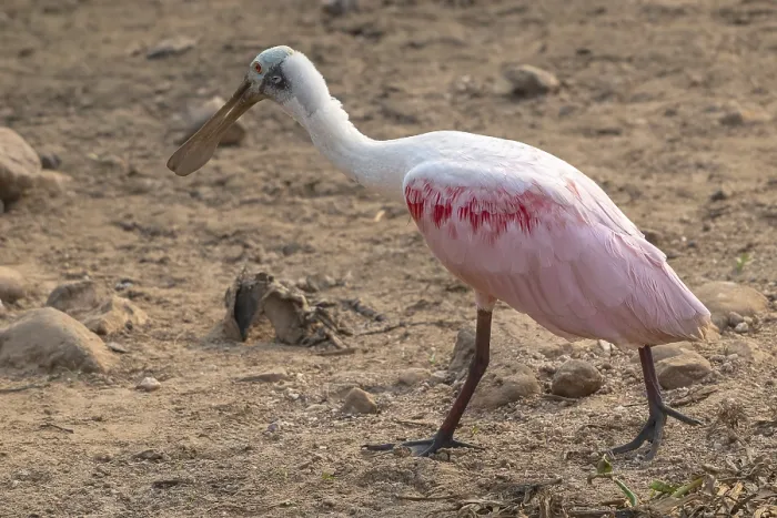 Framed Print : Roseate spoonbill (Ajaia ajaja)