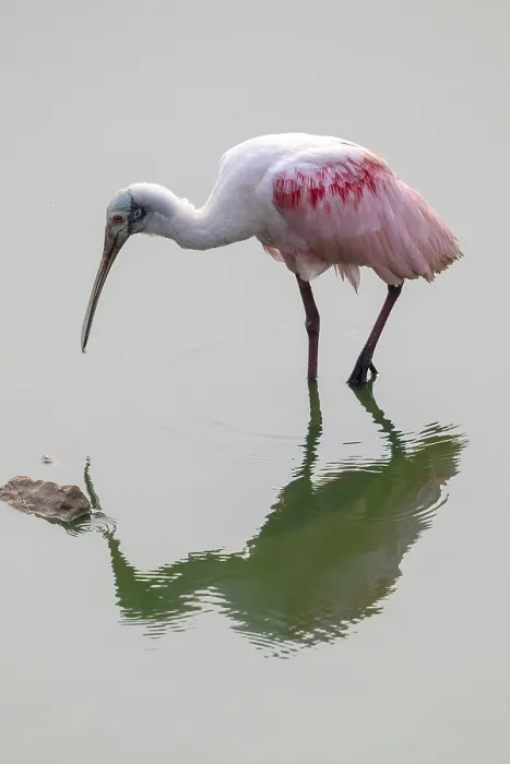 Framed Print : Roseate spoonbill (Ajaia ajaja)