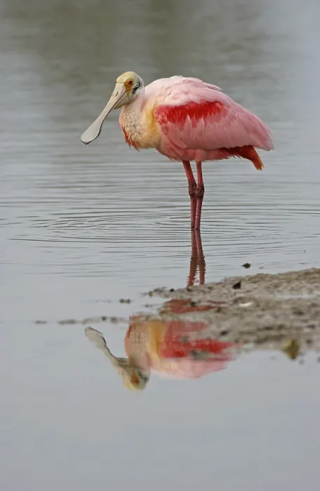 Framed Print : Roseate Spoonbill (Ajaia ajaja) Framed Print : Roseate Spoonbill (Ajaia ajaja)