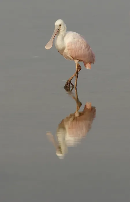 Framed Print : Roseate Spoonbill (Ajaia ajaja)