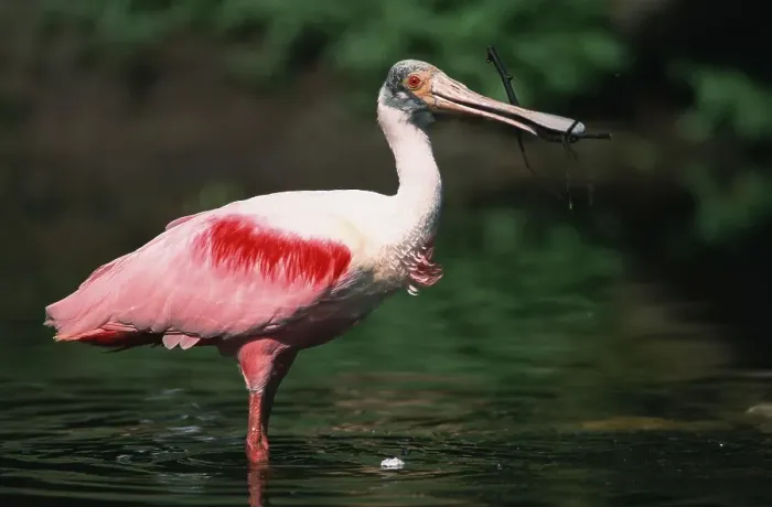 Framed Print : Roseate spoonbill (Ajaja ajaja) with roseate spoonbill Framed Print : Roseate spoonbill (Ajaja ajaja) with roseate spoonbill