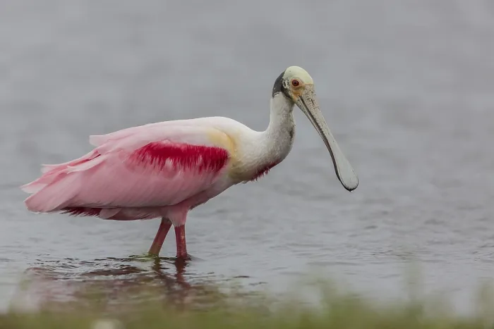 Framed Print : Roseate Spoonbill, Florida (Platalea ajaja)