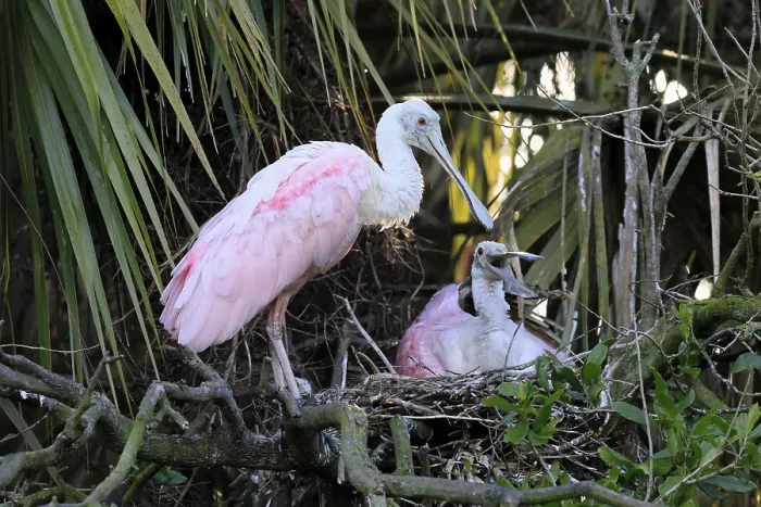 Framed Print : Roseate spoonbill (Platalea ajaja)