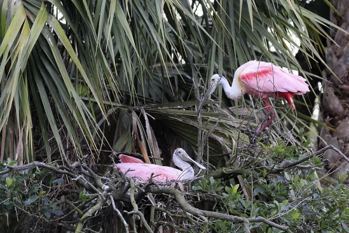 Framed Print : Roseate spoonbill (Platalea ajaja) Framed Print : Roseate spoonbill (Platalea ajaja)