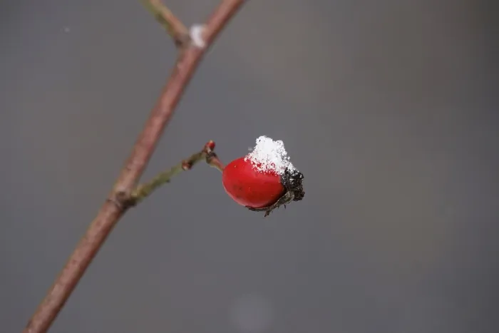 Framed Print : Rosehip and snow, Winter, Germany