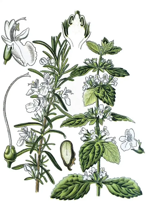 Framed Print : Rosemary (Rosmarinus officinalis) on the left