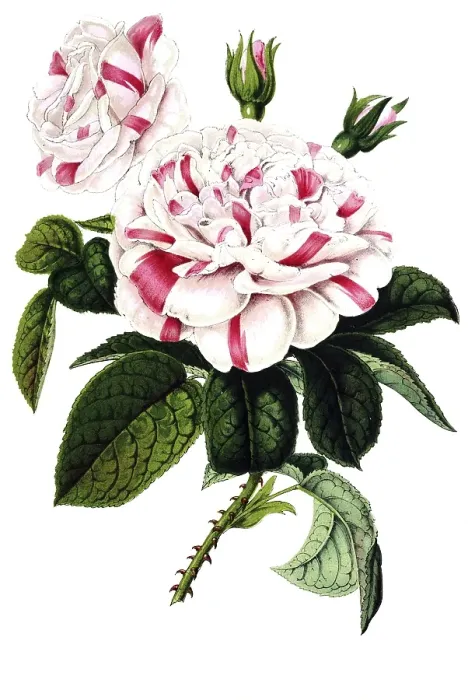 Framed Print : Rosier hybride remontant, remontant hybrid rose, plant and flower, digitally reworked reproduction of an original from the 19th century Framed Print : Rosier hybride remontant, remontant hybrid rose, plant and flower, digitally reworked reproduction of an original from the 19th century