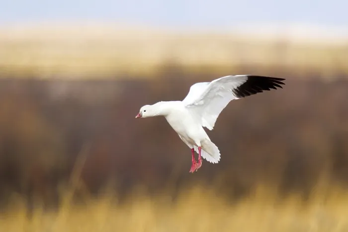 Framed Print : Ross Goose Anser rossii Bosque del Apache National Widlife Refuge