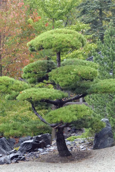 Framed Print : Rotating pine (Pinus contorta)
