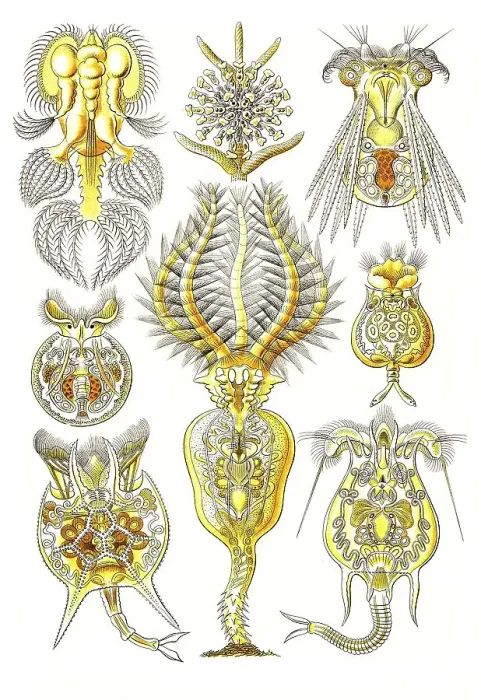 Framed Print : Rotatoria, rotifers, rotifers are 0 Framed Print : Rotatoria, rotifers, rotifers are 0