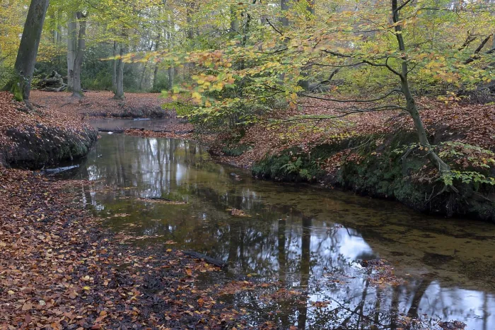 Framed Print : Rotbach, near-natural stream, beech forest November Framed Print : Rotbach, near-natural stream, beech forest November
