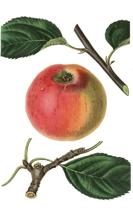 Framed Print : Rotgoldene Renette, apple variety