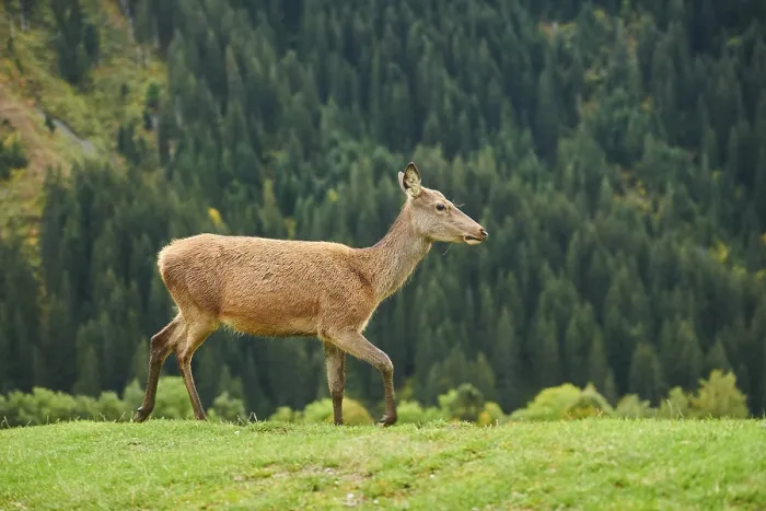 Framed Print : Rothirsch (Cervus elaphus) Hirschkuh in den Alpen