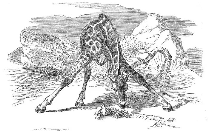 Framed Print : Rothschild's giraffe (Giraffa camelopardalis rothschildi) Framed Print : Rothschild's giraffe (Giraffa camelopardalis rothschildi)