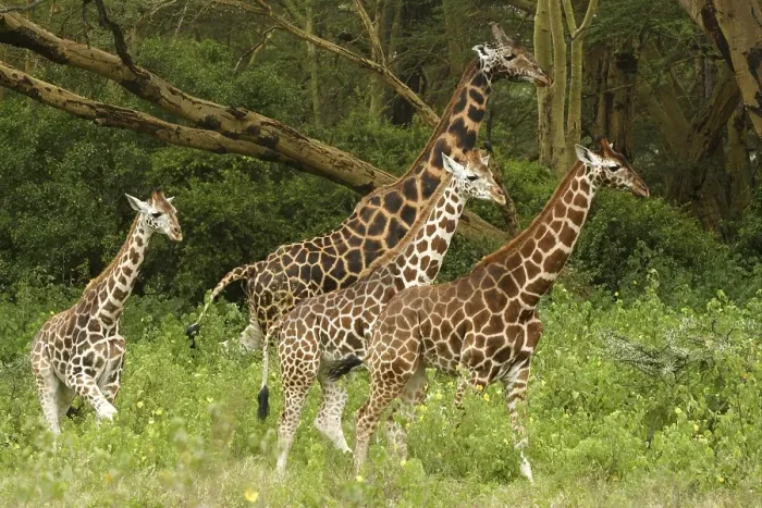 Framed Print : Rothschild's Giraffe (Giraffa camelopardalis rothschildi) Framed Print : Rothschild's Giraffe (Giraffa camelopardalis rothschildi)