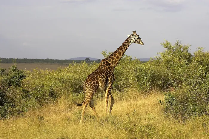Framed Print : Rothschild's Giraffe (giraffa camelopardalis rothschildi)