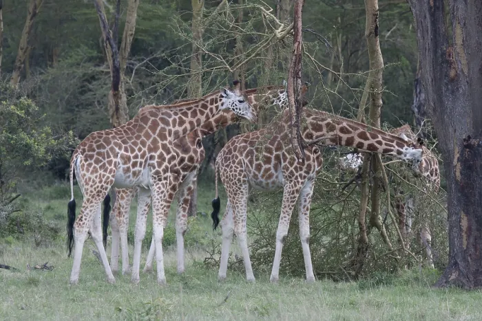Framed Print : Rothschild's giraffes feeding Rothschild's giraffes feeding Framed Print : Rothschild's giraffes feeding Rothschild's giraffes feeding