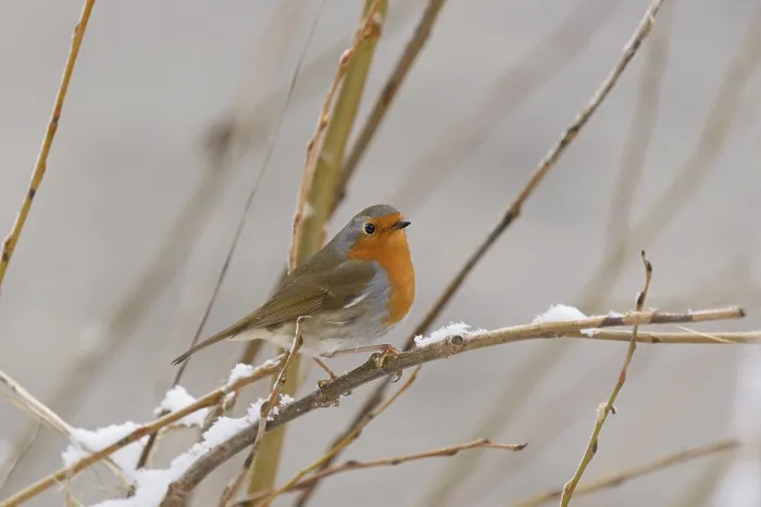 Framed Print : Rotkehlchen (Erithacus rubecula) auf einem schneebedeckten Zweig Framed Print : Rotkehlchen (Erithacus rubecula) auf einem schneebedeckten Zweig