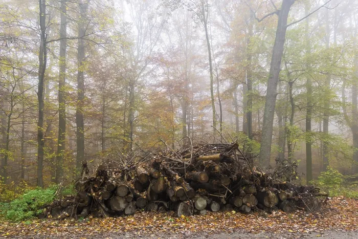 Framed Print : Rotting wood, beech (Fagus) forest in autumn
