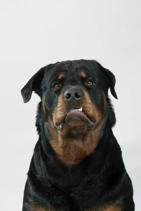 Framed Print : Rottweiler
