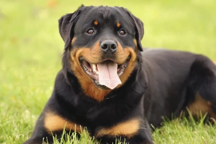 Framed Print : Rottweiler 9 Framed Print : Rottweiler 9
