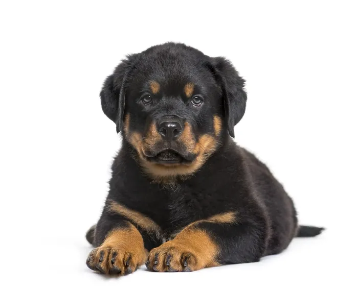 Framed Print : Rottweiler puppy, 10 weeks, looking at camera against white background Framed Print : Rottweiler puppy, 10 weeks, looking at camera against white background