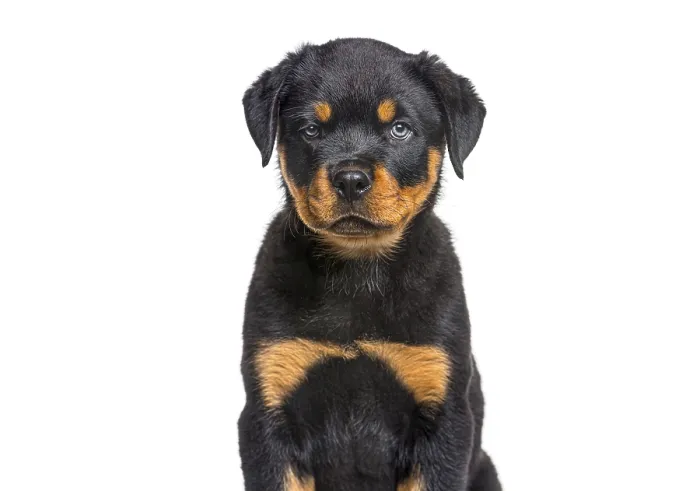 Framed Print : Rottweiler puppy portrait in studio