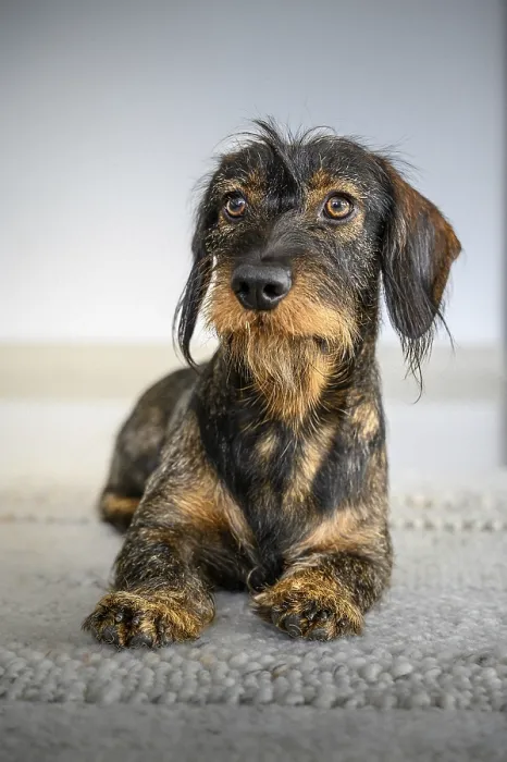 Framed Print : Rough-haired dachshund (Canis lupus familiaris)