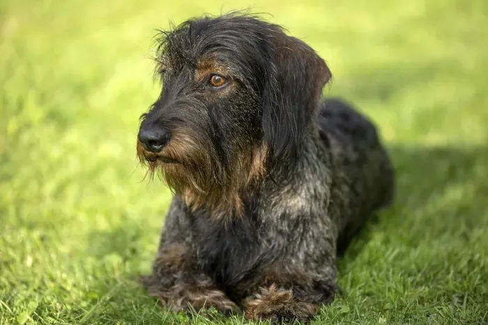 Framed Print : Rough-haired dachshund (Canis lupus familiaris) puppy Framed Print : Rough-haired dachshund (Canis lupus familiaris) puppy
