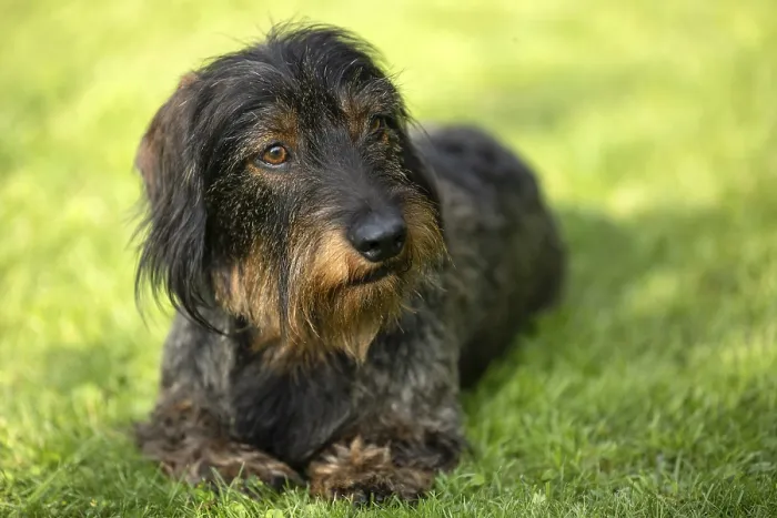 Framed Print : Rough-haired dachshund (Canis lupus familiaris) puppy