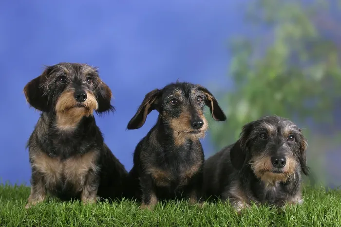 Framed Print : Rough-haired Dachshund, Dwarf Grey Dachshund Framed Print : Rough-haired Dachshund, Dwarf Grey Dachshund