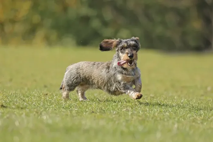 Framed Print : Rough-haired dachshund, hunting dog
