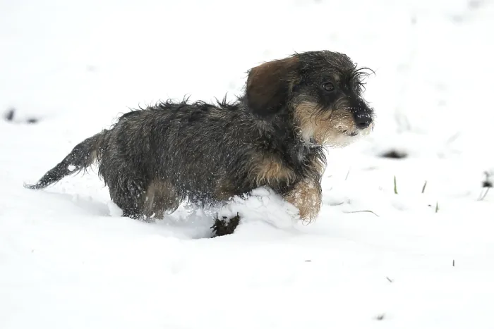 Framed Print : Rough-haired dachshund, hunting dog Framed Print : Rough-haired dachshund, hunting dog