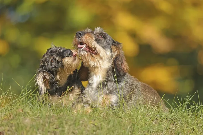 Framed Print : Rough-haired dachshund, hunting dog