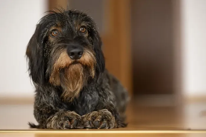 Framed Print : Rough-haired dachshund, male, 3 years