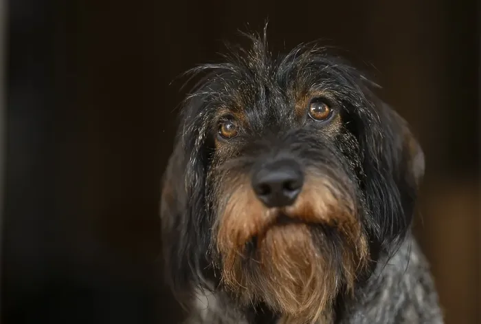 Framed Print : Rough-haired dachshund, male, 3 years