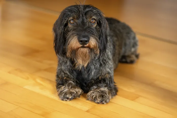 Framed Print : Rough-haired dachshund, male, 3 years Framed Print : Rough-haired dachshund, male, 3 years