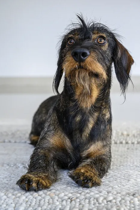 Framed Print : Rough-haired dachshund, male, 3 years old