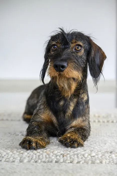 Framed Print : Rough-haired dachshund, male, 3 years old