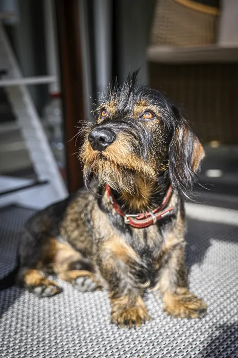 Framed Print : Rough-haired dachshund, male, 3 years old