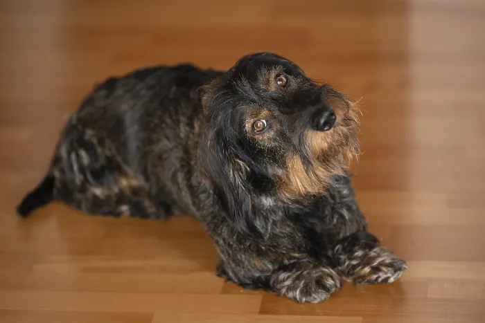 Framed Print : Rough-haired dachshund, male dog Framed Print : Rough-haired dachshund, male dog