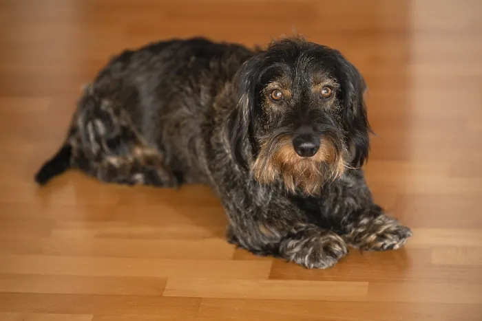 Framed Print : Rough-haired dachshund, male, lying on parquet floor Framed Print : Rough-haired dachshund, male, lying on parquet floor