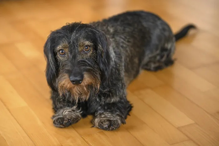 Framed Print : Rough-haired dachshund, male, lying on parquet floor