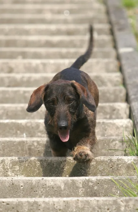 Framed Print : Rough-haired dachshund runs down stairs Framed Print : Rough-haired dachshund runs down stairs